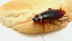 Cockroach on bread