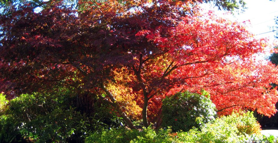 What Are The Benefits OF Shade Trees